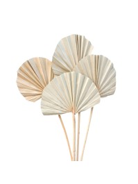 10 BLÄTTER AUS PALME ARRUNDIES 50CM