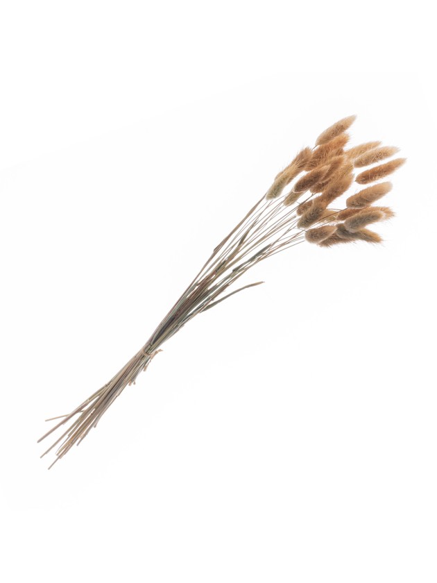 BOUQUET 25 TIGES LAGURUS NATUREL 50-60CM