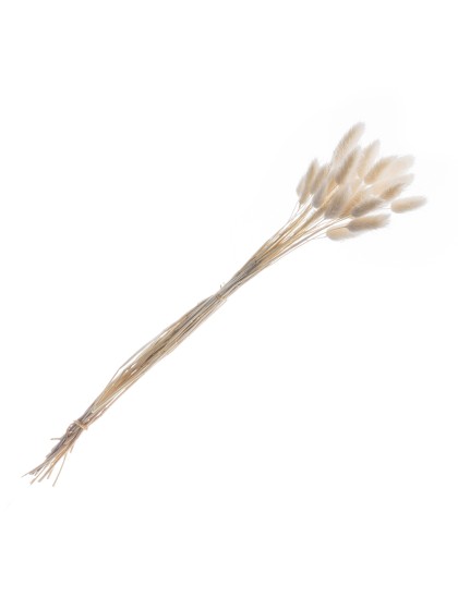 BOUQUET 25 TIGES LAGURUS BLANC 50-60CM