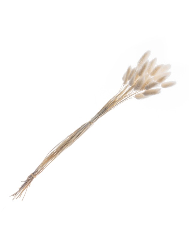 BOUQUET 25 TIGES LAGURUS BLANC 50-60CM