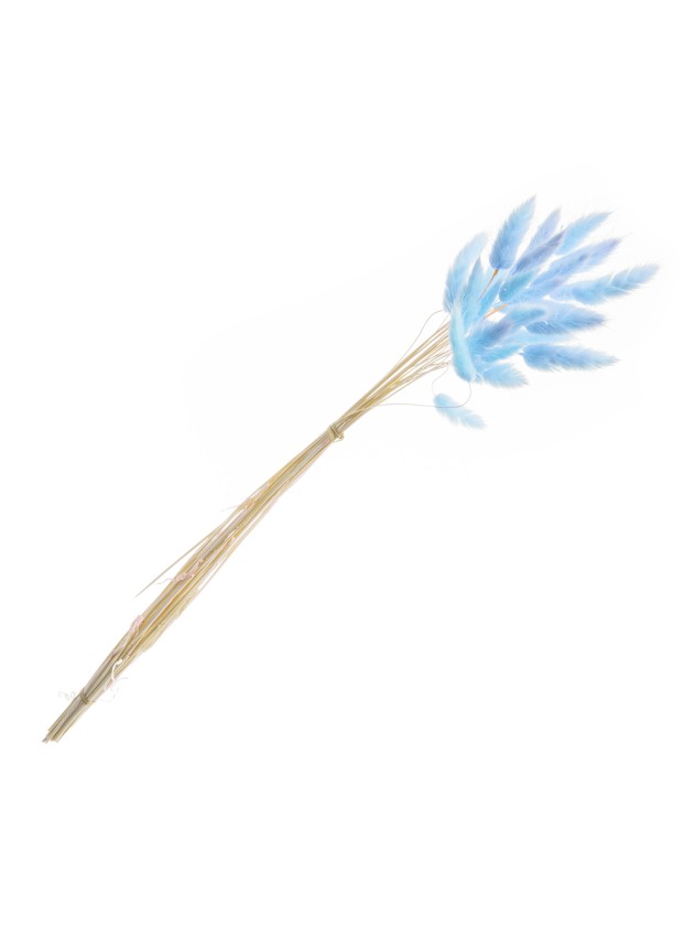 BOUQUET 25 TIGES LAGURUS BLEU 50-60CM
