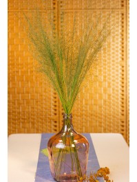 BUNCH OF 50PCS GREEN MUEHLENBECKIA 85-90CM
