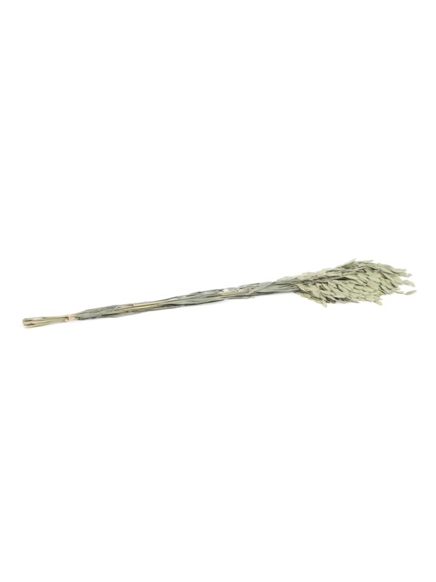 BUNCH OF NATURAL FLAT OAT CHASMANTHIUM 75-80CM