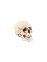POLYRESIN SKULL 8.5CM X 13CM X 10CM