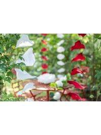 GUIRLANDE 10 GRANDS PETALES DE ROSE BLANCS 28CM X 28CM X 180CM