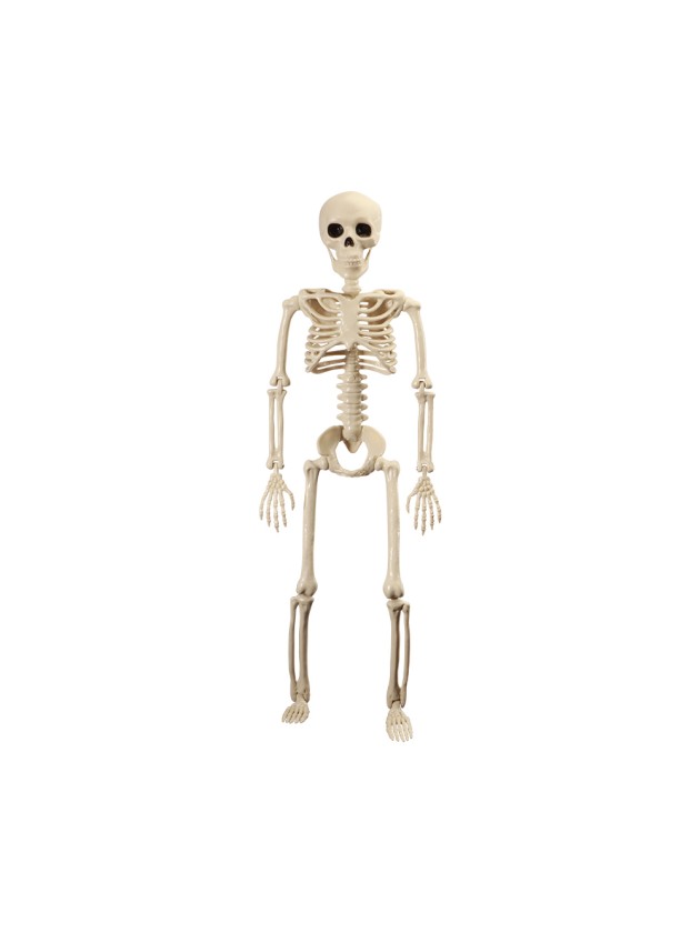 SQUELETTE ARTICULE 60CM