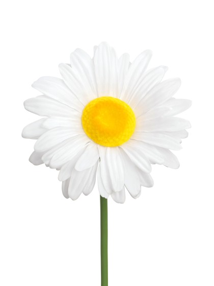 GIANT DAISY ON STEM DIA 30CM X 90CM