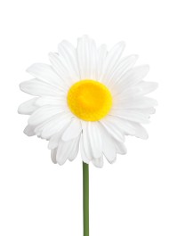 MARGUERITE GEANTE SUR TIGE DIA 30CM X 90CM