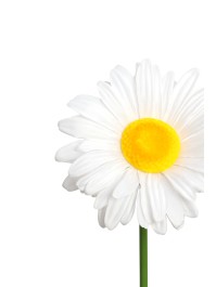 MARGUERITE GEANTE SUR TIGE DIA 30CM X 90CM