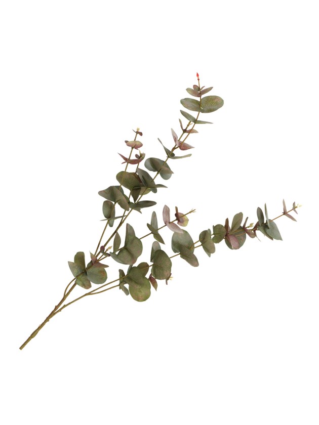 TIGE EUCALYPTUS BICOLORE 20CM X 7CM X 98CM
