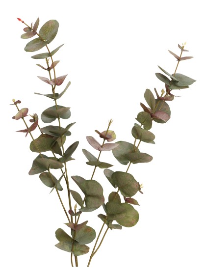 TIGE EUCALYPTUS BICOLORE 20CM X 7CM X 98CM