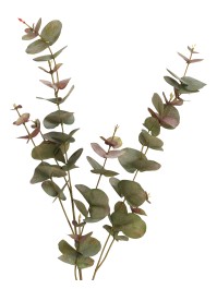TIGE EUCALYPTUS BICOLORE 20CM X 7CM X 98CM