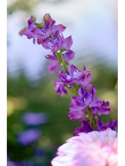 LILAS/AMETHYST DELPHINIUM-STIEL 2 SORTIERT 10CM X 9CM X 93CM