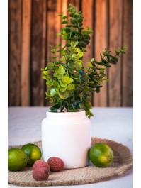 AST EUKALYPTUS GRÜN 70CM