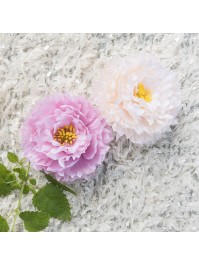 4 TETES PIVOINE AMANDE DIA 9CM X 4CM
