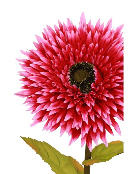 GERBERA GEANT ROSE FUCHSIA SUR TIGE DIA 25CM X 85CM