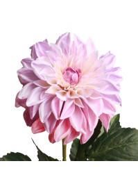 TIGE DAHLIA XL LILAS 2 ASSORTIS DIA 14CM X 70CM