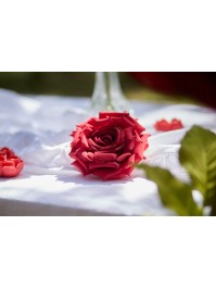 TETE DE ROSE ROUGE DIA 14CM X 6CM