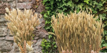 DRIED FLOWERS